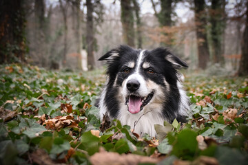 Autumn portrait of border collie in leaves. He is so cute in the leaves. He has so lovely face.