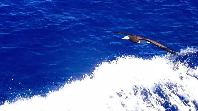 Booby flying over sea