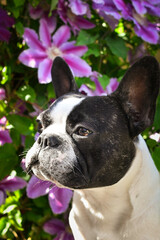 French buldog is sitting in flowers. Adult border collie is in flowers in garden. He has so funny face.