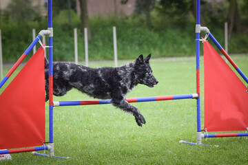 Dog is jumping over the hurdles.  Amazing day on czech agility privat training