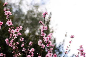 pink flowers in blossom on a peach tree during spring months in Australia