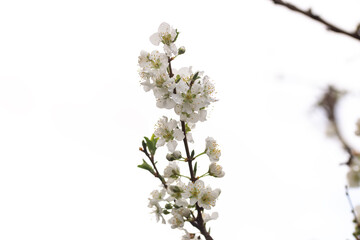 White blossom flowers from a plum tree during spring months in Australia