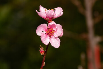 Closeup of beautiful pink blossom tree flowers covered with raindrops 