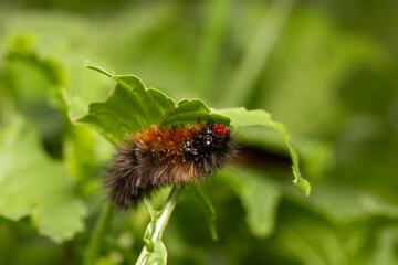 Closeup of a brown fuzzy caterpillar with raindrops, feeding on a leafy green plant
