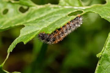 Closeup of a brown fuzzy caterpillar with raindrops, feeding on a leafy green plant