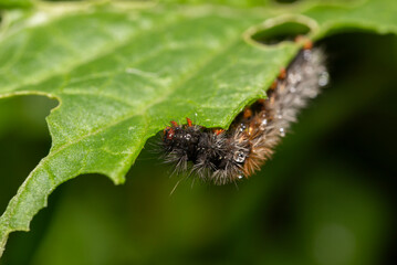 Closeup of a brown fuzzy caterpillar with raindrops, feeding on a leafy green plant