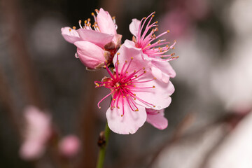 Closeup of beautiful pink blossom tree flowers covered with raindrops 