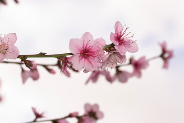 Closeup of beautiful pink blossom tree flowers covered with raindrops 