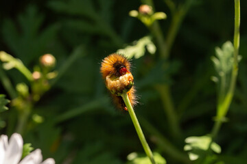 Close-up of a moth caterpillar eating a flower bud with no petals, in bright sunlight