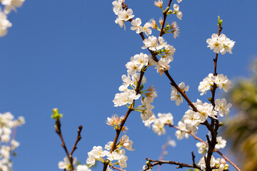 White blossom flowers from a plum tree during spring months in Australia