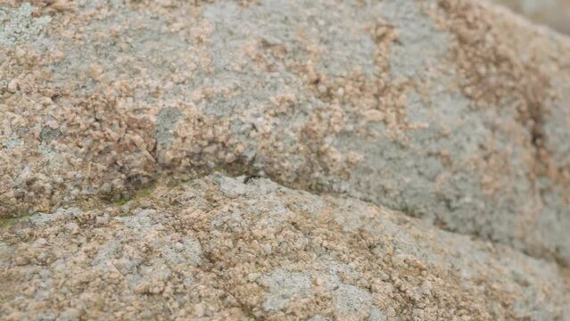 ant walking on a rock