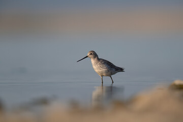 The marsh sandpiper (Tringa stagnatilis) small wader or shorebird in the pond. 