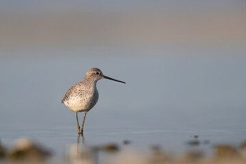 The marsh sandpiper (Tringa stagnatilis) small wader or shorebird in the pond. 