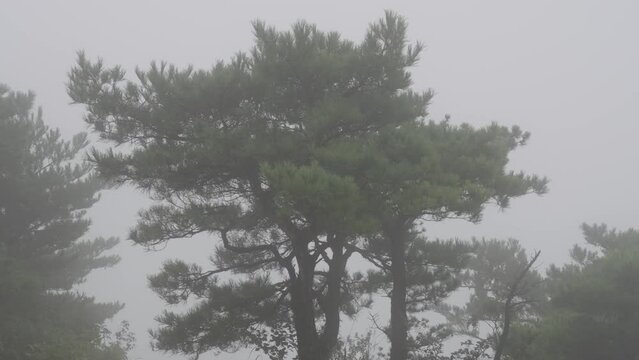 pine tree on a misty mountain