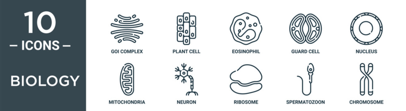 Biology Outline Icon Set Includes Thin Line Goi Complex, Plant Cell, Eosinophil, Guard Cell, Nucleus, Mitochondria, Neuron Icons For Report, Presentation, Diagram, Web Design