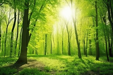 Obraz premium Sunlight in the green forest, summer time