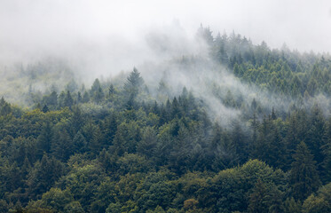 Forest with evergreen trees on the mountain with morning mist on a cloudy day. Mystical natural floral, background