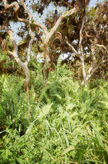 Dense vegetation in a jungle, Galapagos Islands, Ecuador.