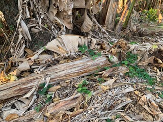 Alarming State of Banana Trees During the Dry Season