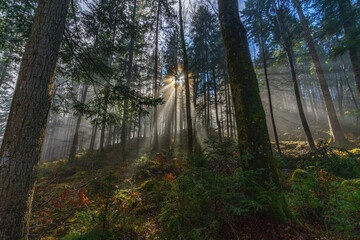 Obraz premium Wald und Sonnenstralen