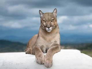  beautiful proud cougar lying against the backdrop of mountains © fotomaster