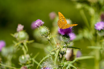Schmetterling
