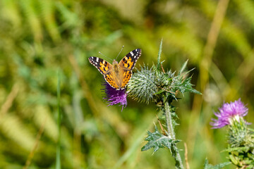 Schmetterling