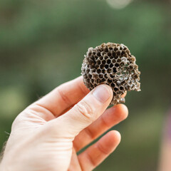 Close up of wasp nest in hand - safely removing wasp nest from home