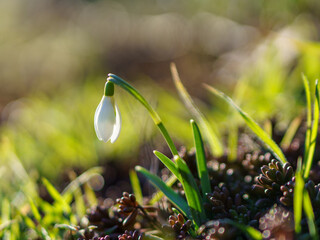 Schneeglöckchen