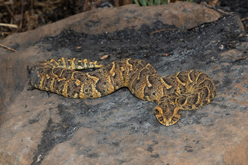 Exquisite camouflage of the potently cytotoxic Puff Adder (Bitis arietans)