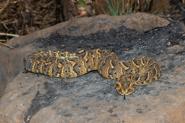 Exquisite camouflage of the potently cytotoxic Puff Adder (Bitis arietans)