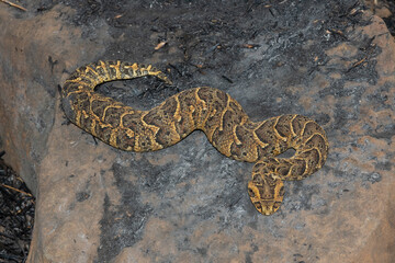 Exquisite camouflage of the potently cytotoxic Puff Adder (Bitis arietans)