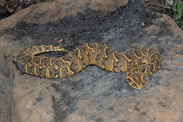Exquisite camouflage of the potently cytotoxic Puff Adder (Bitis arietans)