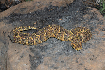 Exquisite camouflage of the potently cytotoxic Puff Adder (Bitis arietans)