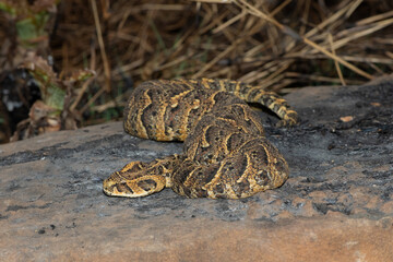 Exquisite camouflage of the potently cytotoxic Puff Adder (Bitis arietans)