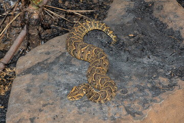 Exquisite camouflage of the potently cytotoxic Puff Adder (Bitis arietans)