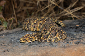 Exquisite camouflage of the potently cytotoxic Puff Adder (Bitis arietans)