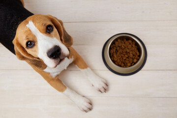 A beagle dog is lying on the floor next to a bowl of dry food. Looks at the camera. Waiting for...
