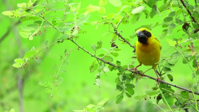 Close-up Bird Standing On A Tree