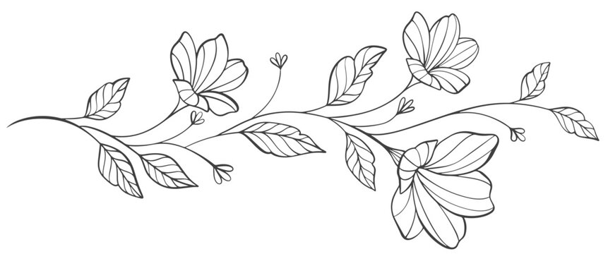 Naklejki Sketch Floral Botany Collection. flower drawings. Black and white with line art on white backgrounds. Hand Drawn Botanical Illustrations.Vector.
