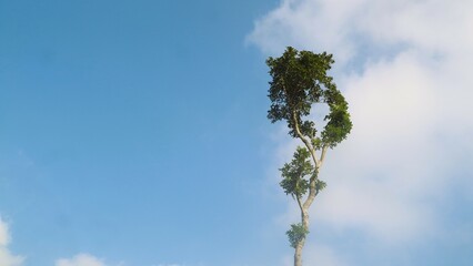 Copy space.Green leaves of a tree against the blue sky