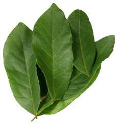 Close-up of bay leaves on transparent background.