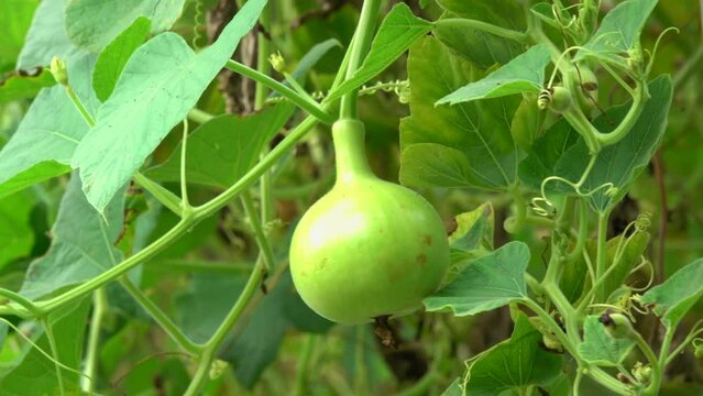 Close-up bottle gourd in the vegetable garden