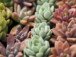 多肉植物の寄せ植え