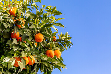 Ripe Seville oranges on a tree with a blue sky behind and copy space
