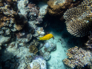 Naklejka na ściany i meble Coral reef with its inhabitants in the Red Sea