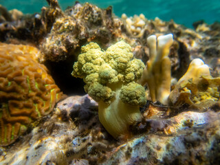 Coral reef with its inhabitants in the Red Sea