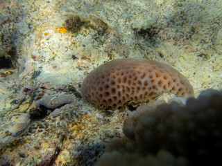 Coral reef with its inhabitants in the Red Sea