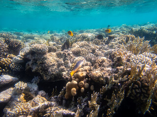 Coral reef with its inhabitants in the Red Sea