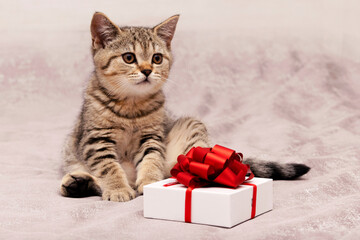 Beautiful scottish straight kitten and white gift box with red bow on grey background